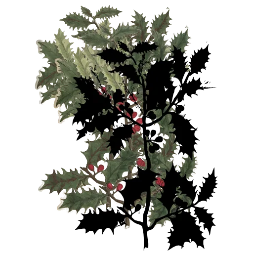 Holly sprig with berries