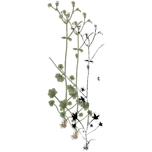 Sparse flowering stem