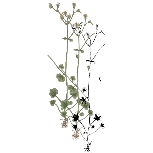 Sparse flowering stem