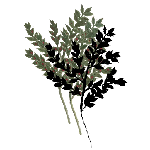 Pinnate leafy stem 01