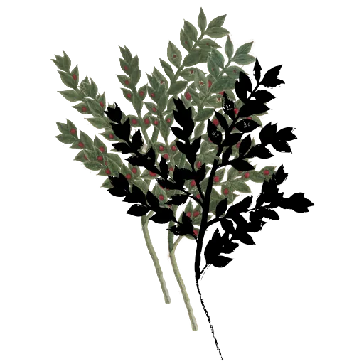 Pinnate leafy stem 01