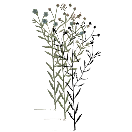 Budded slender stem