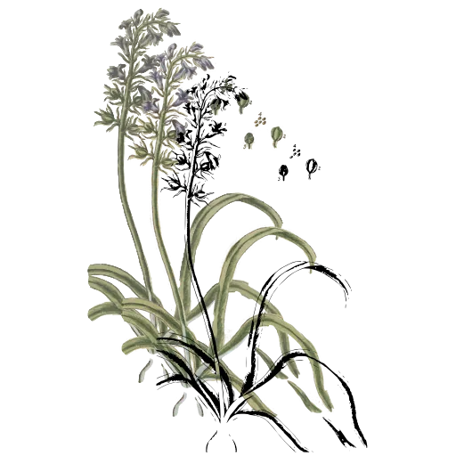 Flower stalk over basal leaves