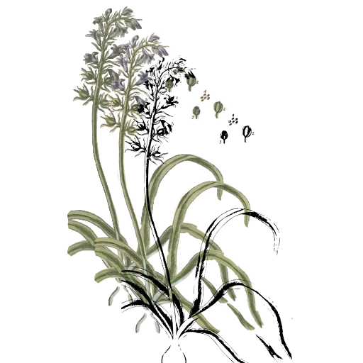 Flower stalk over basal leaves