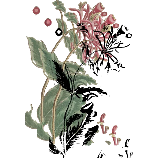 Flowering sprig fragment