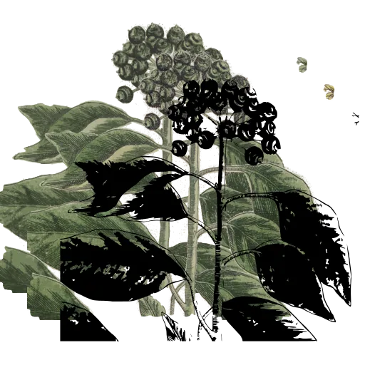 Ivy with berries