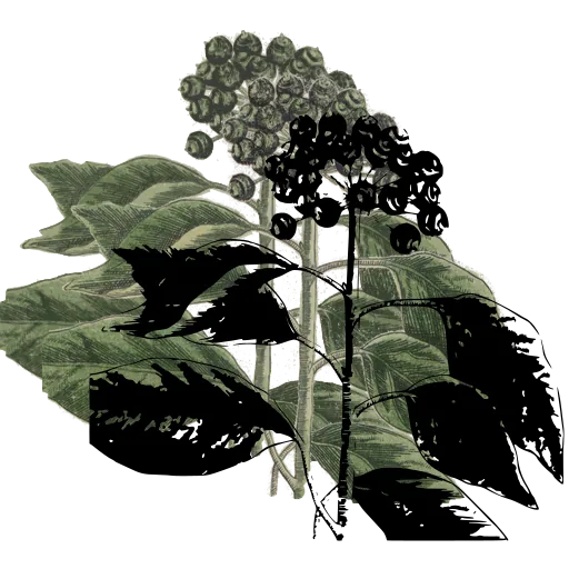 Ivy with berries