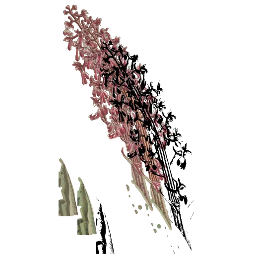 Flowering spike