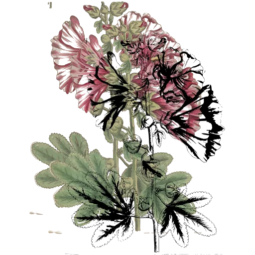 Hollyhock stem
