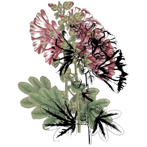 Hollyhock stem