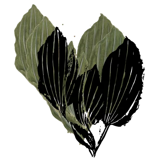 Broad ribbed leaves