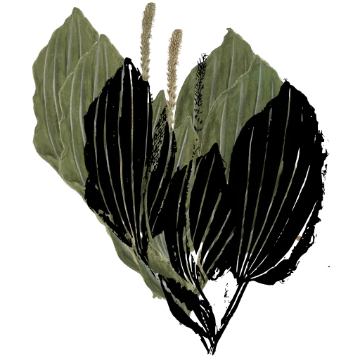 Broad ribbed leaves