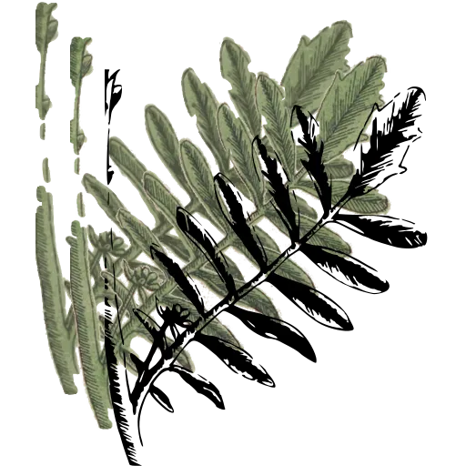Fern frond