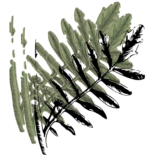 Fern frond