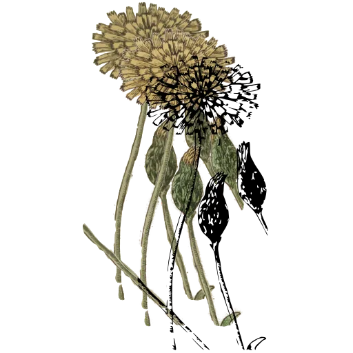 Globe flower head with buds