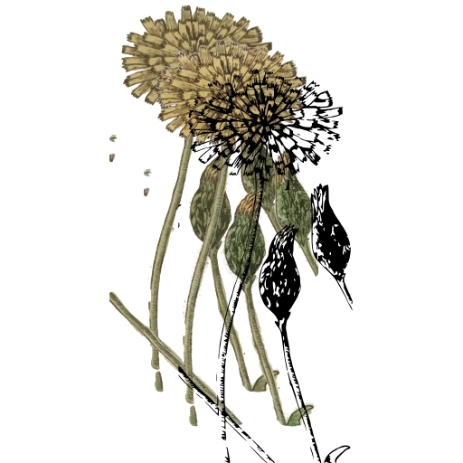 Globe flower head with buds