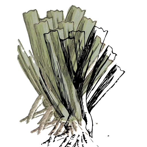 Leek