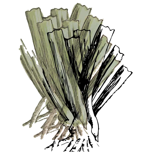 Leek