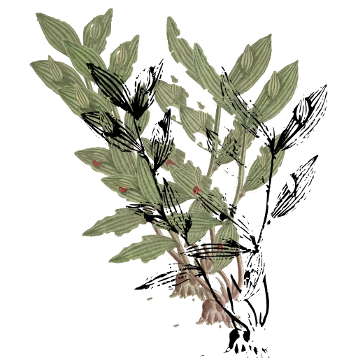 Lance-leaved branch