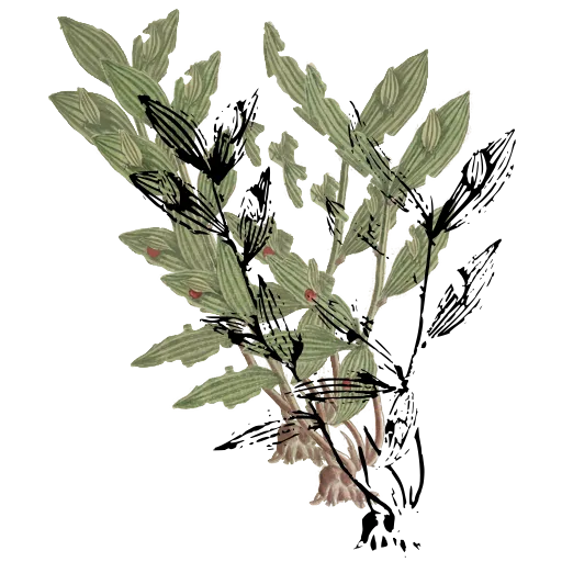 Lance-leaved branch