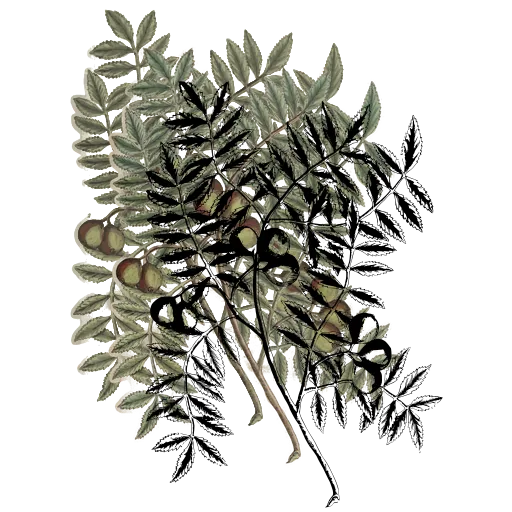 Pinnate branch with curled pods