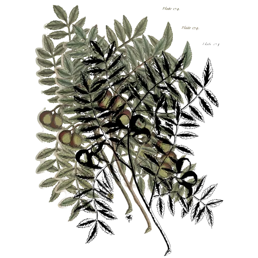 Pinnate branch with curled pods