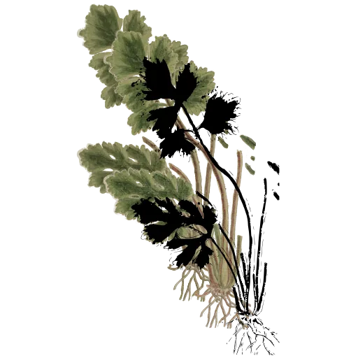 Parsley leaves with root