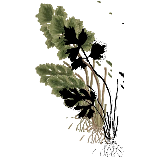Parsley leaves with root