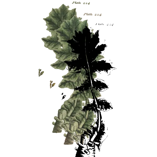 Lobed leaf on a stalk