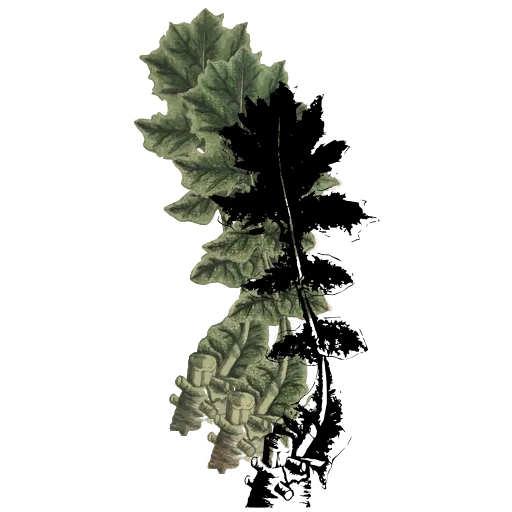 Lobed leaf on a stalk