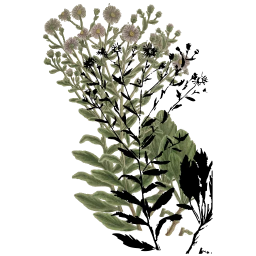 Flowering herb spike