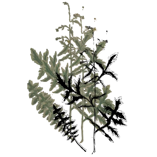 Pinnate leafy stem 02