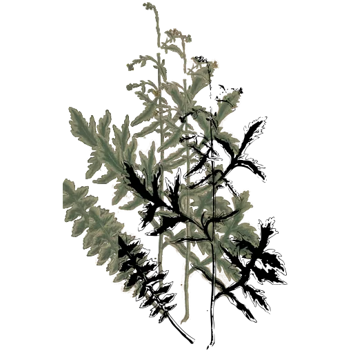 Pinnate leafy stem 02