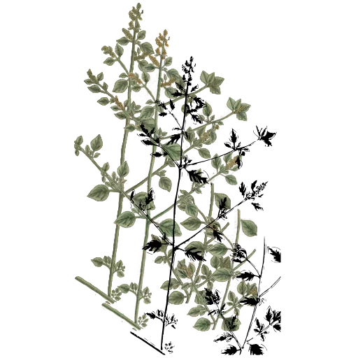 Branching flower sprays
