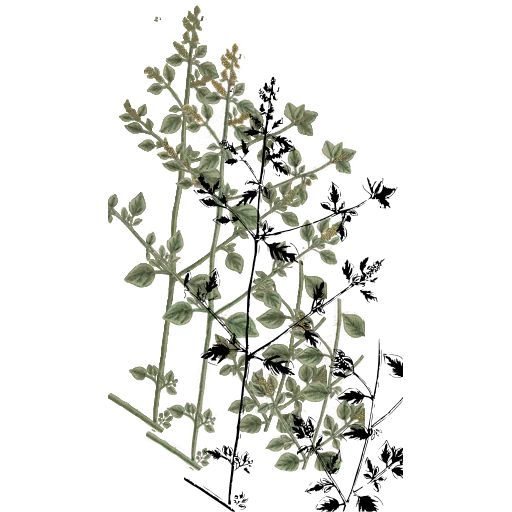 Branching flower sprays