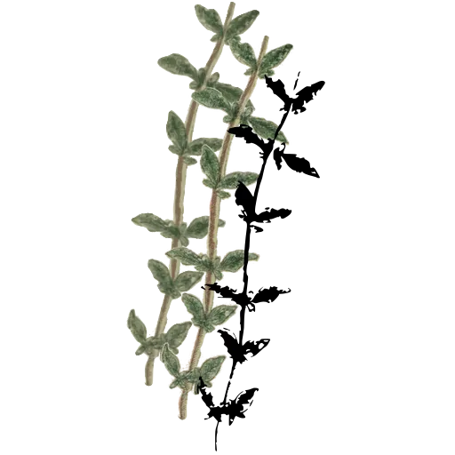 Leafy stem with paired leaves