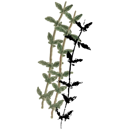 Leafy stem with paired leaves