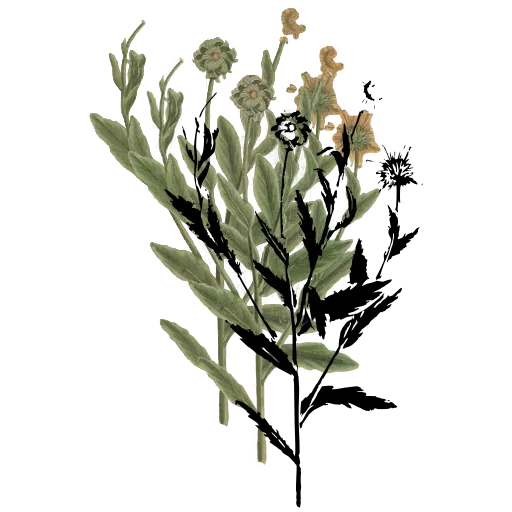 Flower heads on a leafy stem