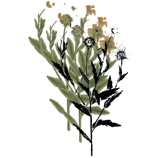 Flower heads on a leafy stem