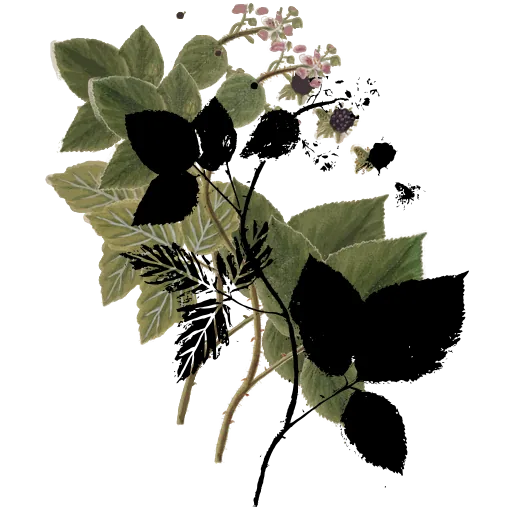 Bramble leaves