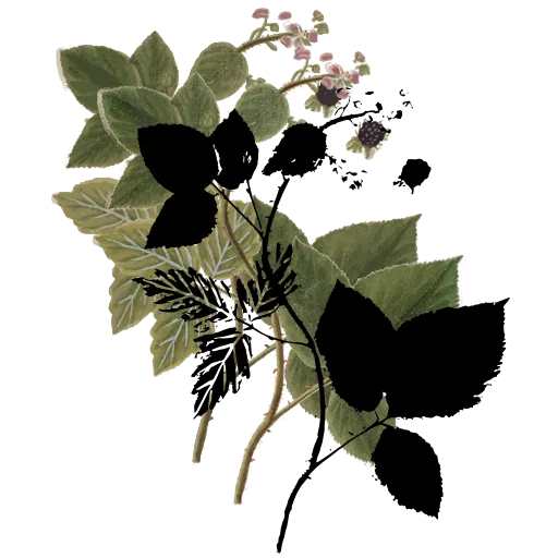 Bramble leaves