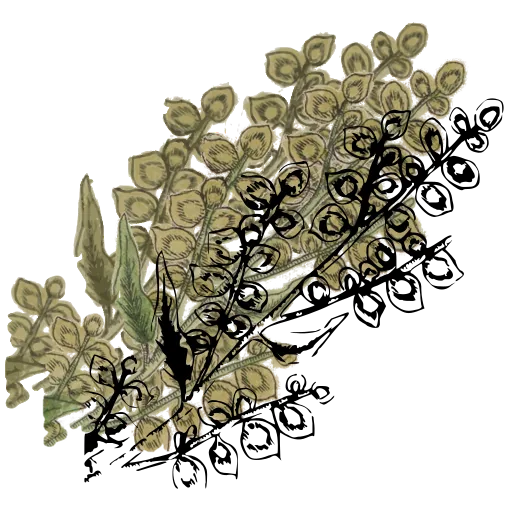 Seed pods along a stem