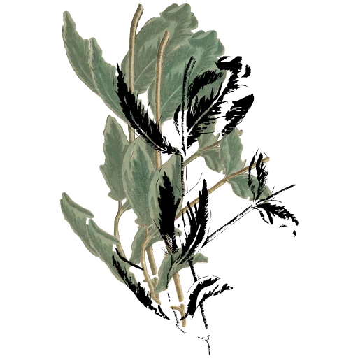 Broad paired leaves on a stem