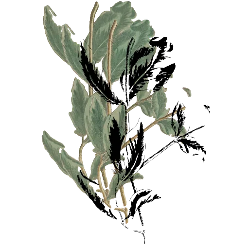 Broad paired leaves on a stem