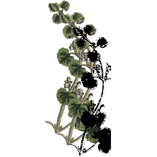 Round fruit clusters on a stem