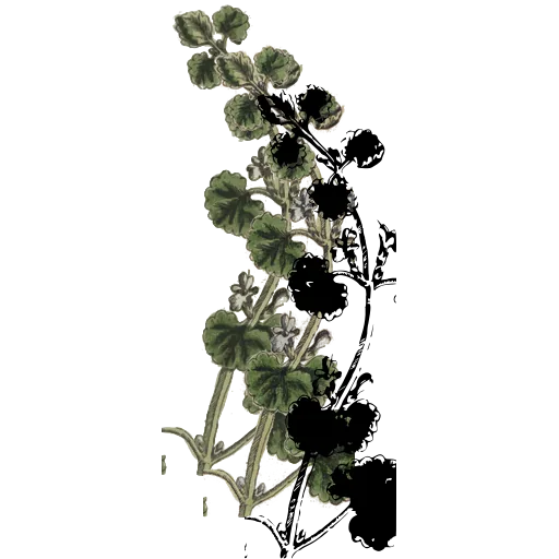 Round fruit clusters on a stem