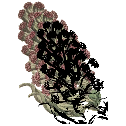 Dense blossom cluster