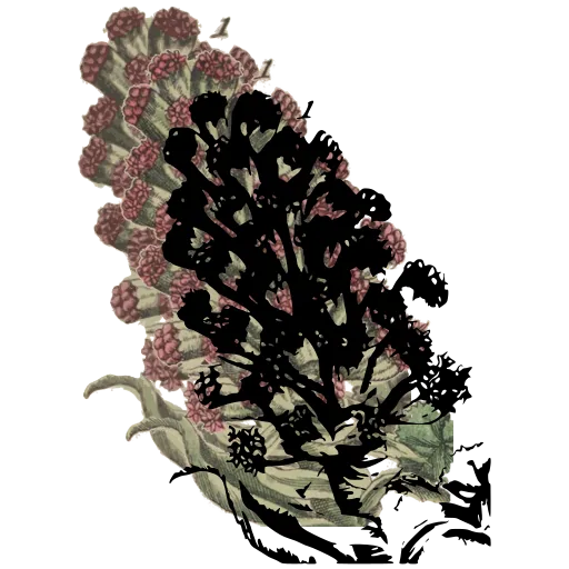 Dense blossom cluster