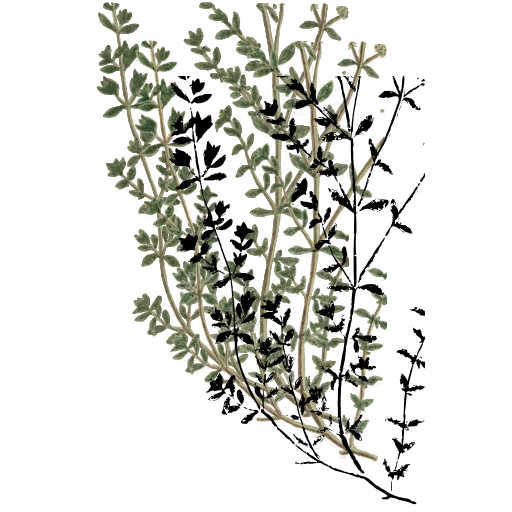 Thyme sprigs