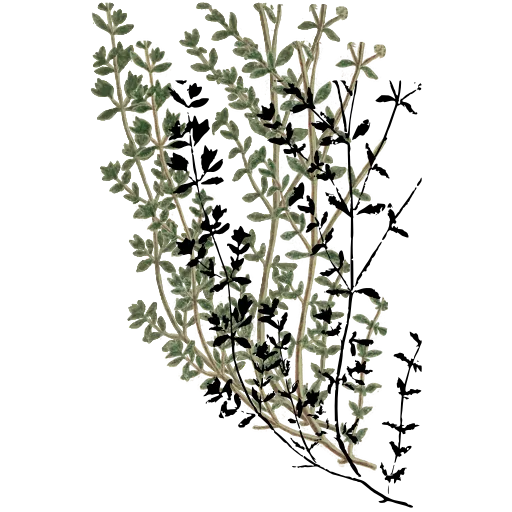 Thyme sprigs